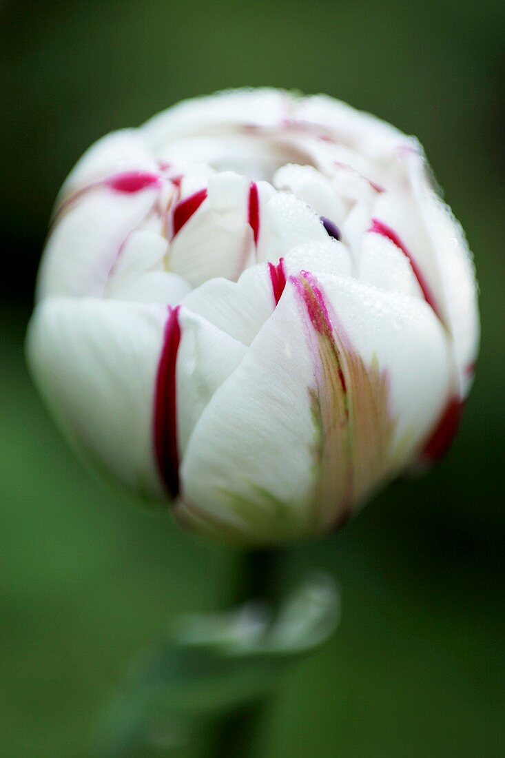 Tulip (Tulipa 'Carnaval de Nice')
