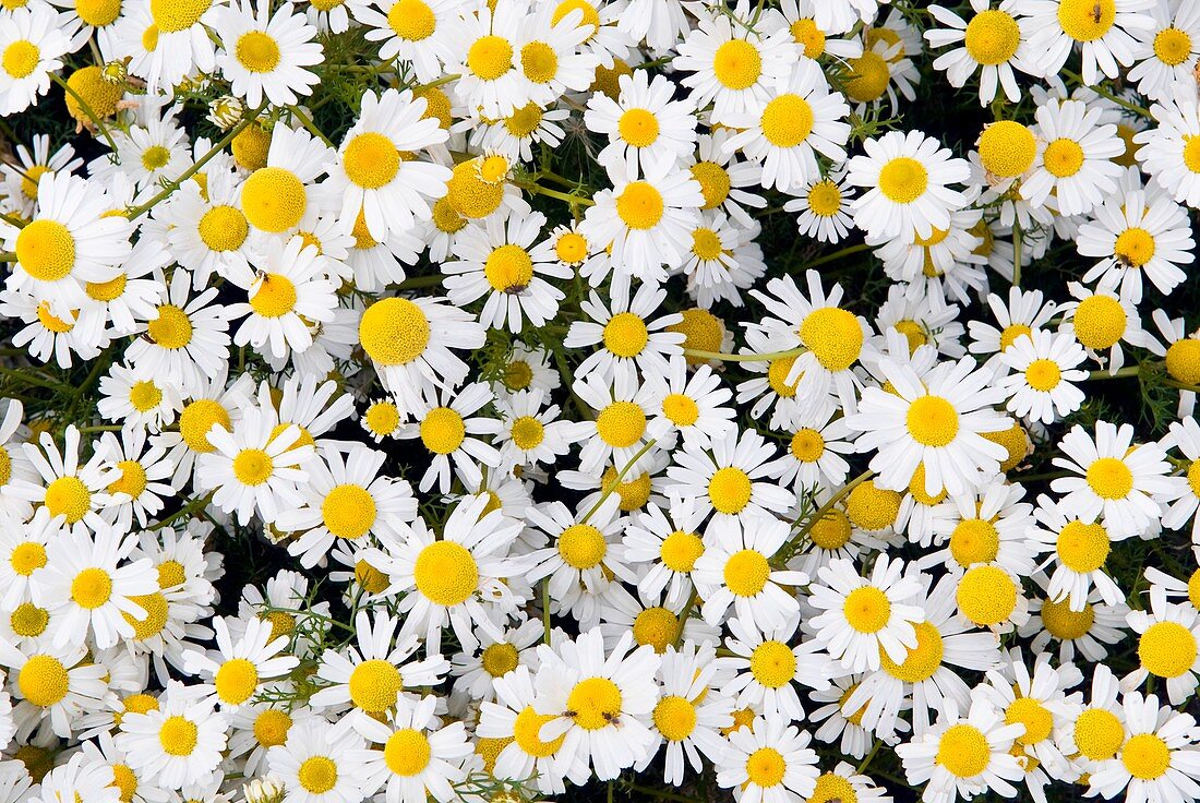 Sea mayweed (Tripleurospermum maritimum)