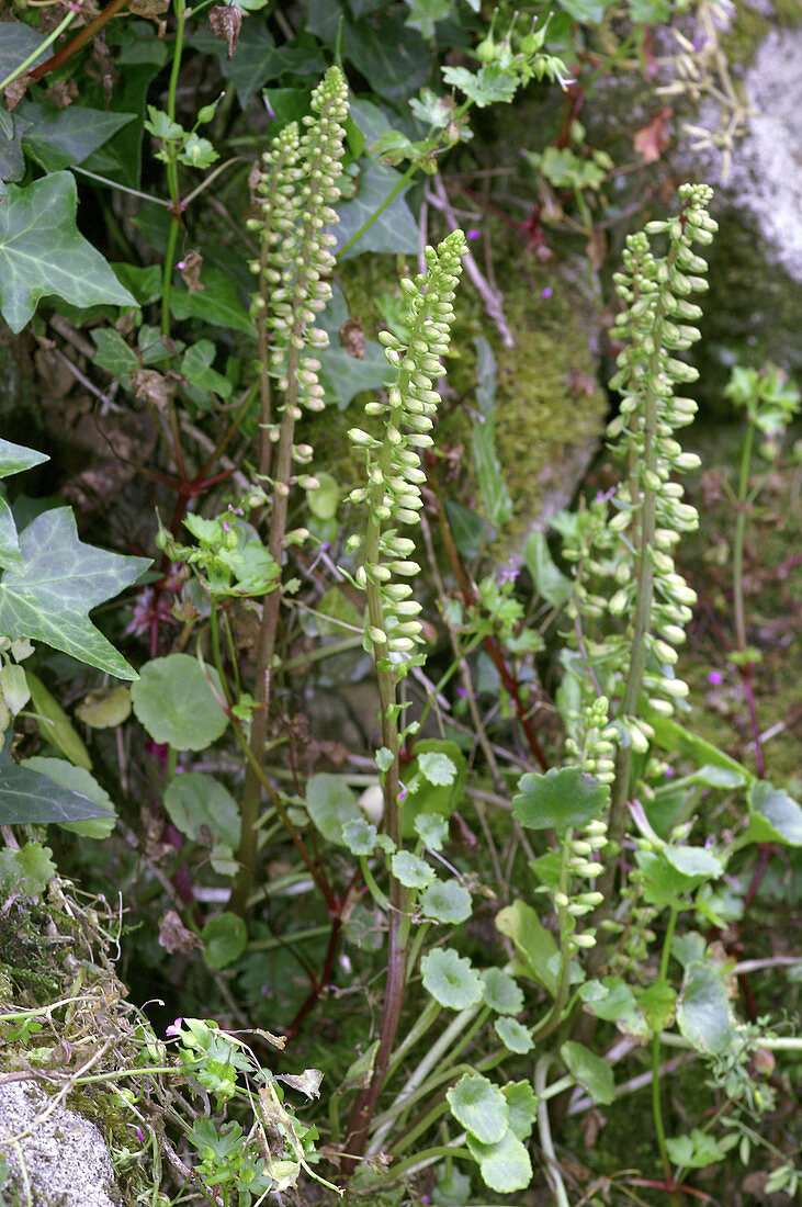 Wall pennywort (Umbilicus rupestris)