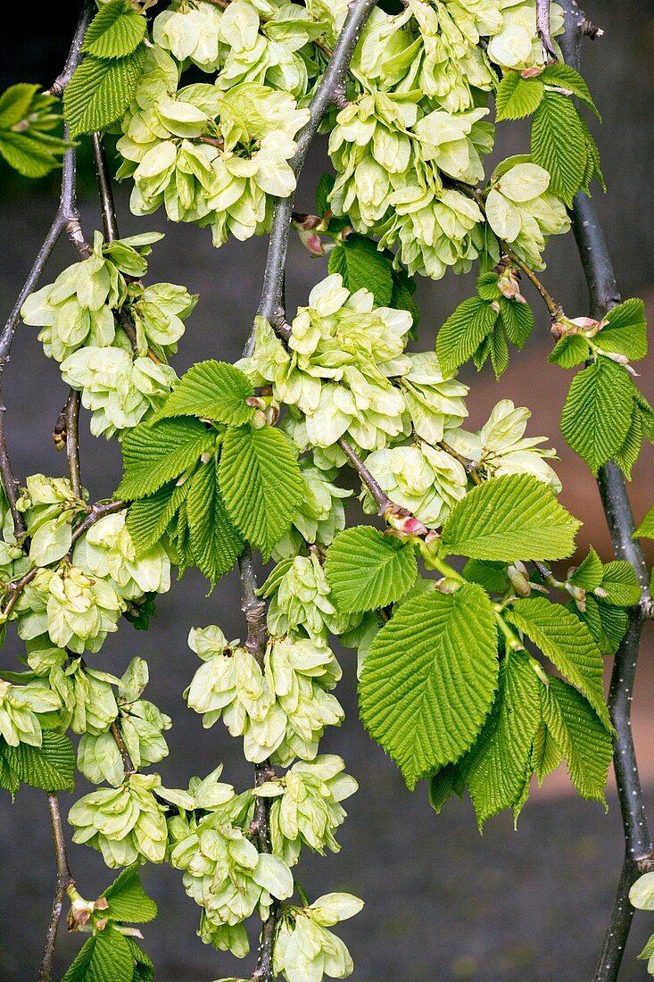 Camperdown elm (U. glabra 'Camperdownii')