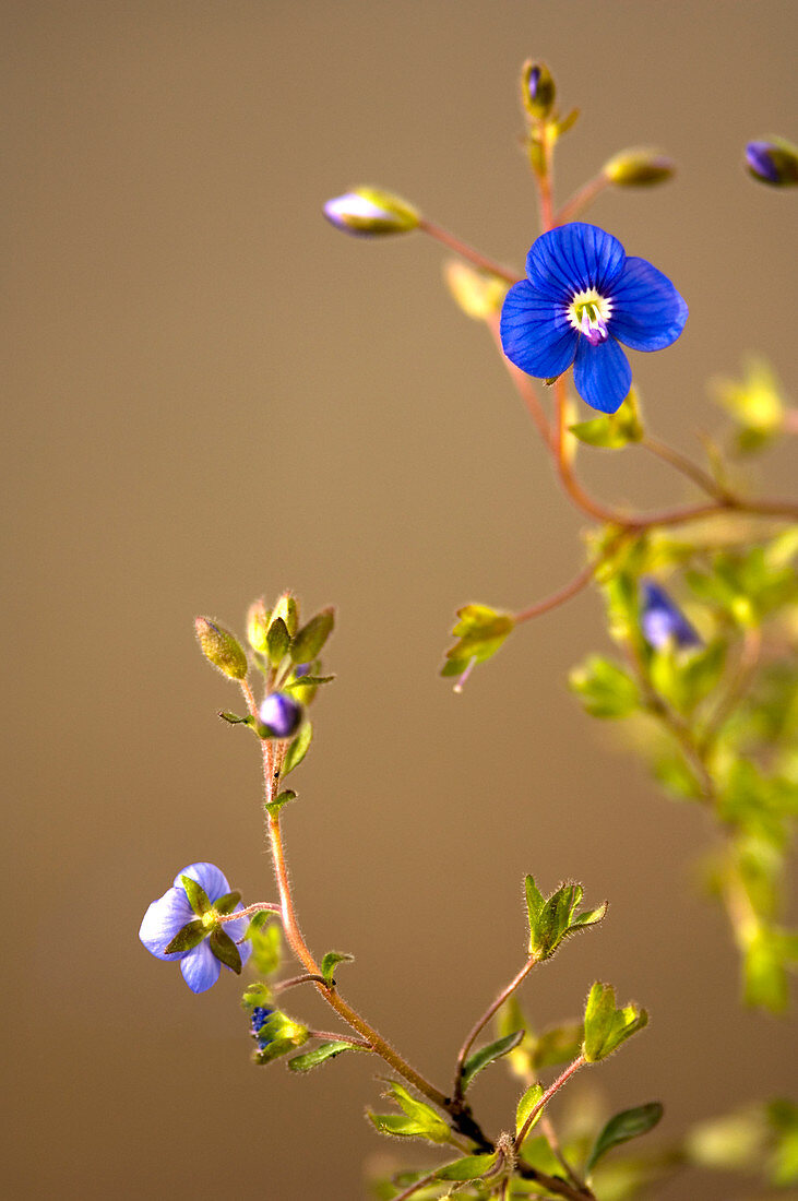 Veronica flower