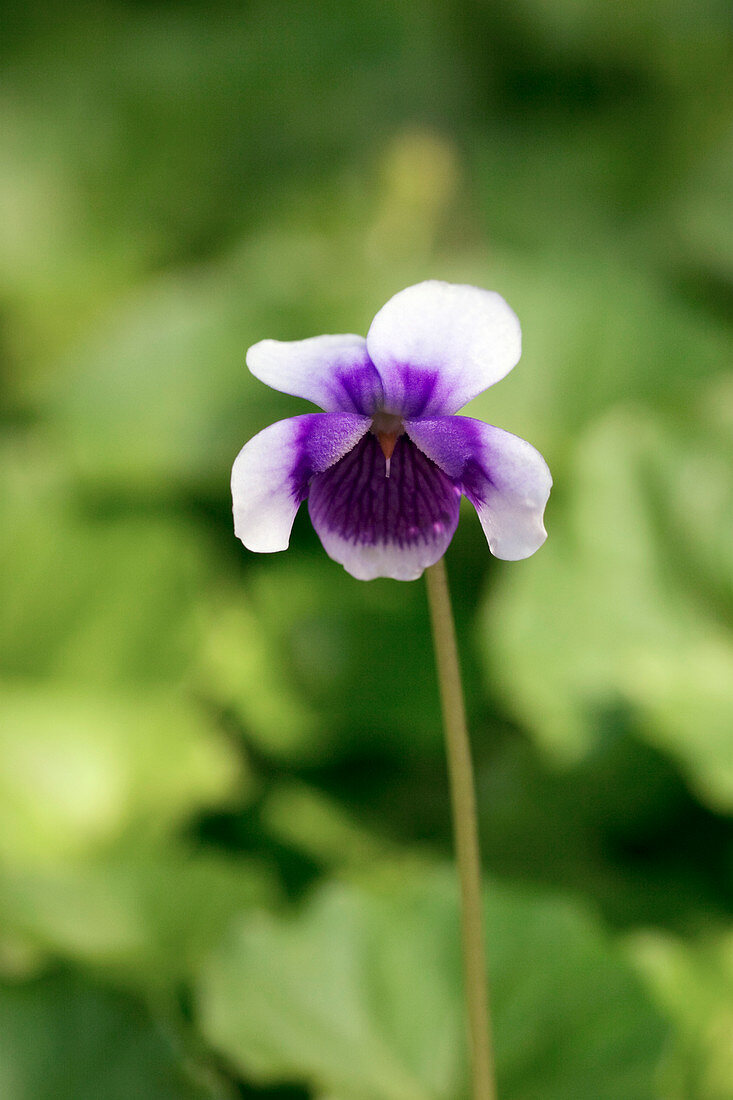 Australian violet (Viola hederacea)