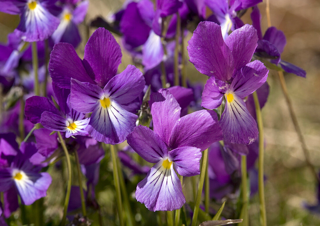 Mountain pansy (Viola lutea)