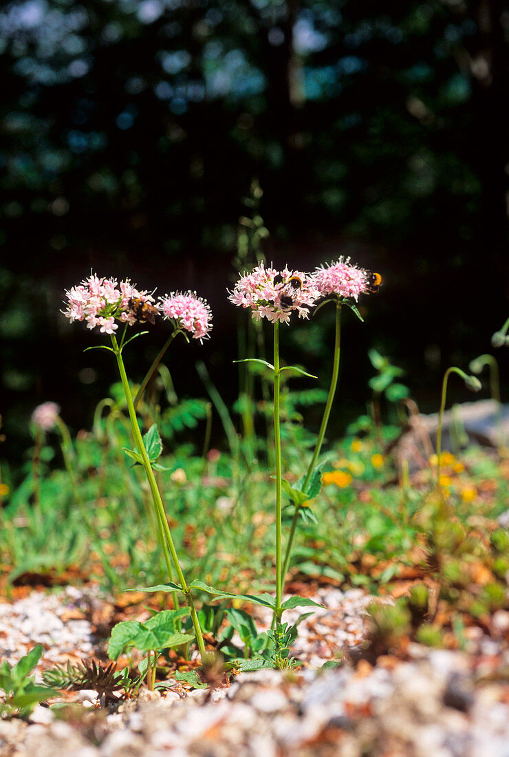Valerian flowers (Valeriana montana)