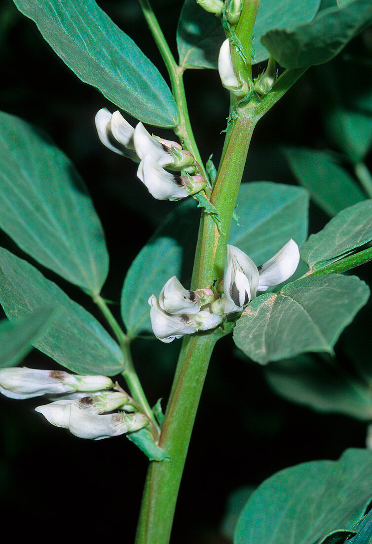 Bean plant (Vicia faba)