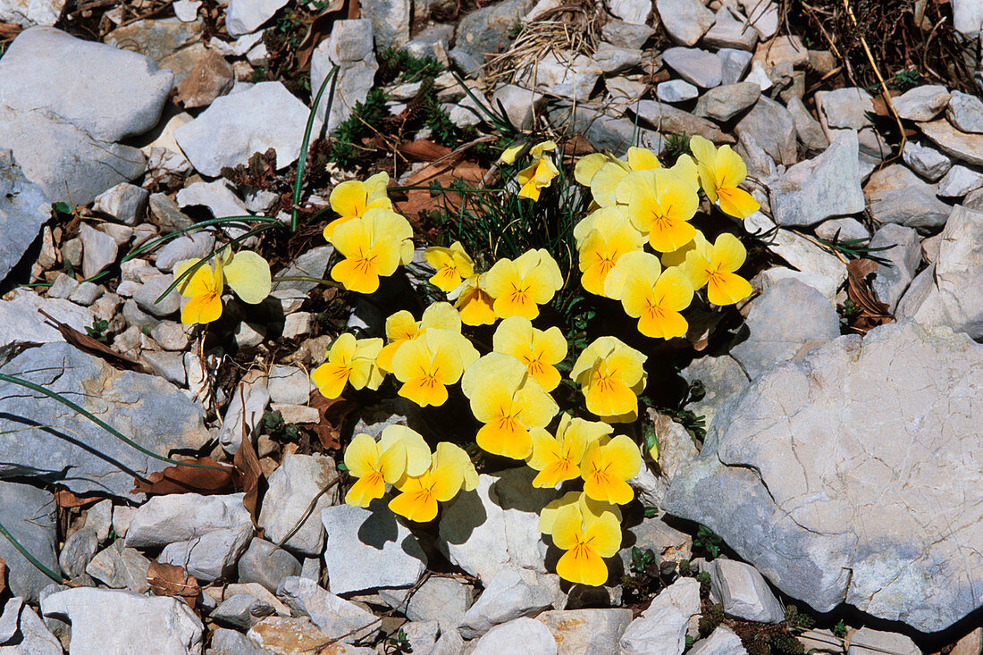 Viola eugeniae eugeniae