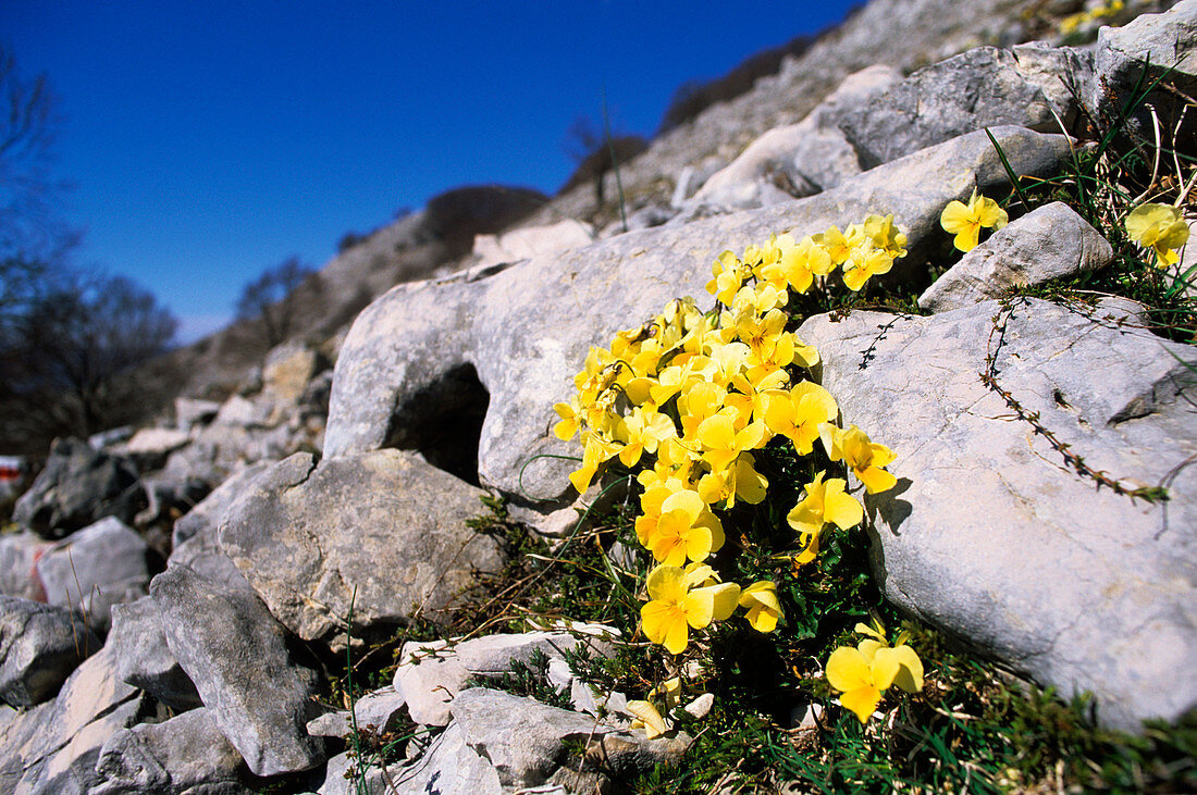 Viola eugeniae eugeniae