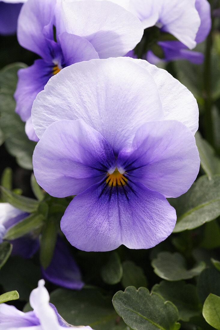 Pansy (Viola tricolor 'Ice Blue')