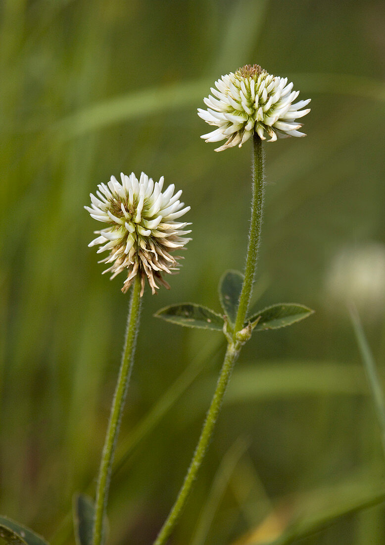 Mountain clover (Trifolium montanum)