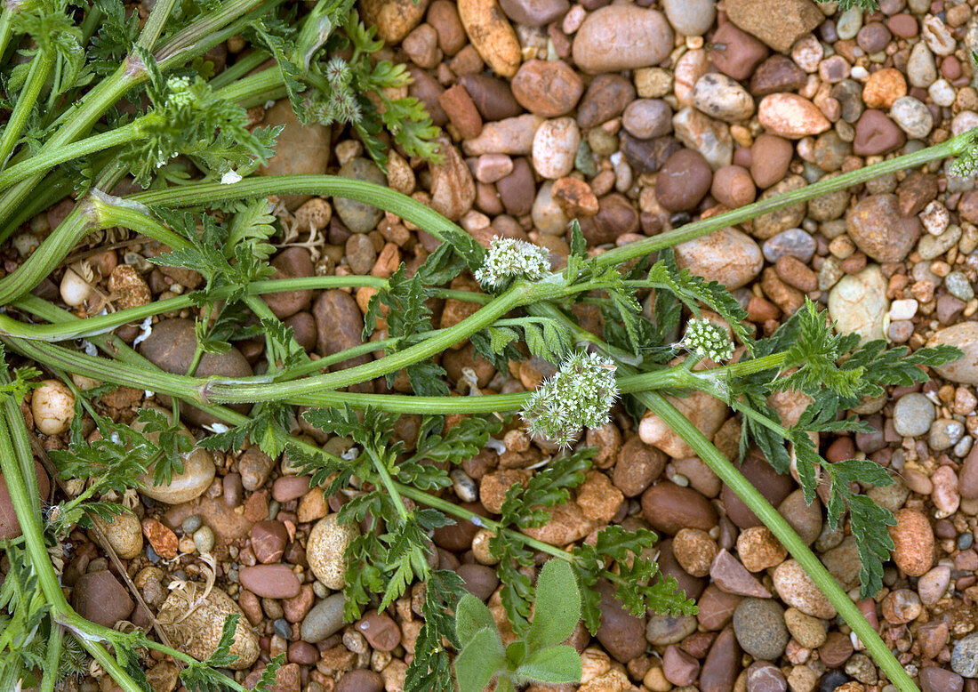 Knotted hedge parsley (Torilis nodosa)