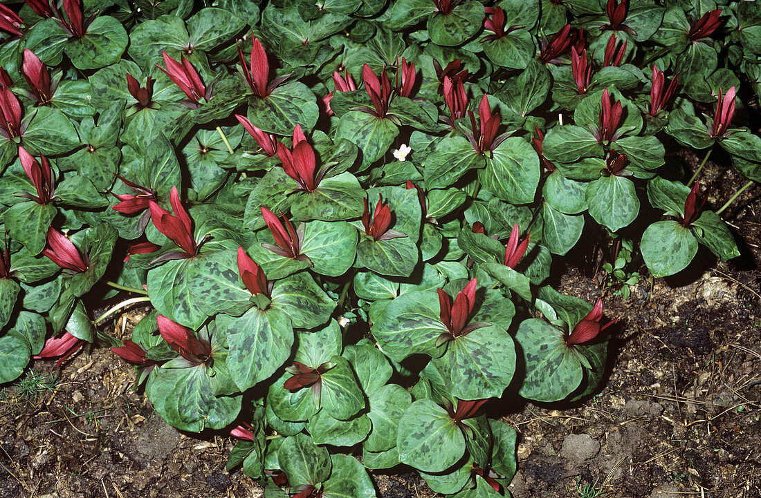 Flowering Trillium sessile