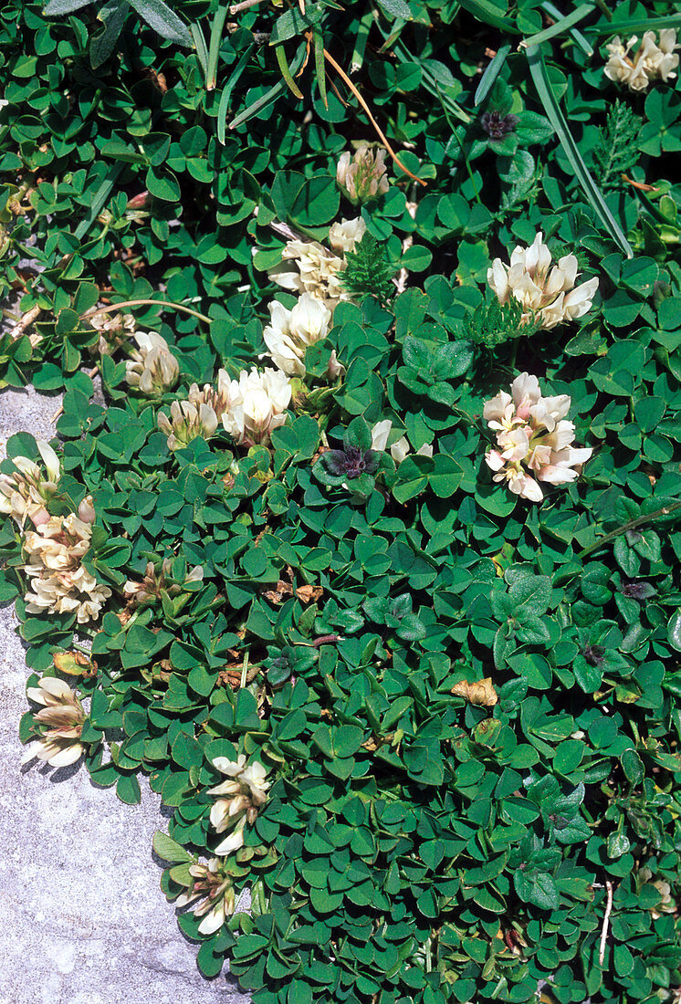 Clover (Trifolium thalii)
