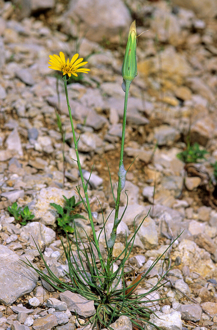 Goatsbeard (Tragopogon samaritani)