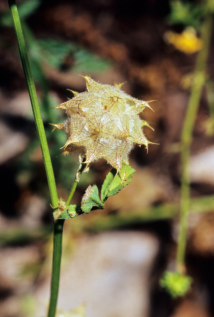Reversed clover (Trifolium resupinatum)