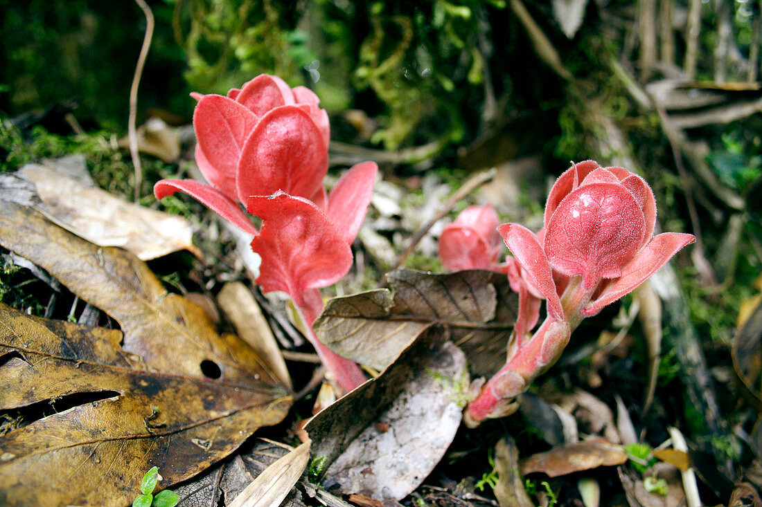 Mashua plant (Tropaeolum tuberosum)
