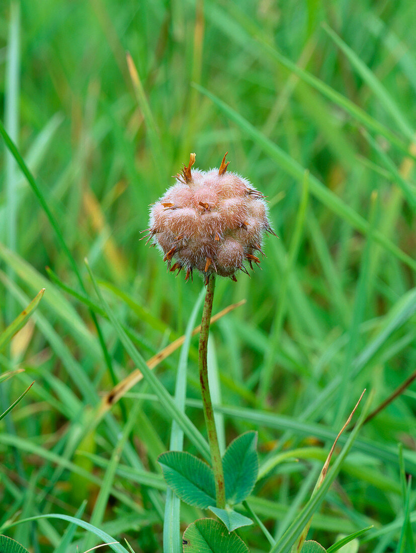 Strawberry clover