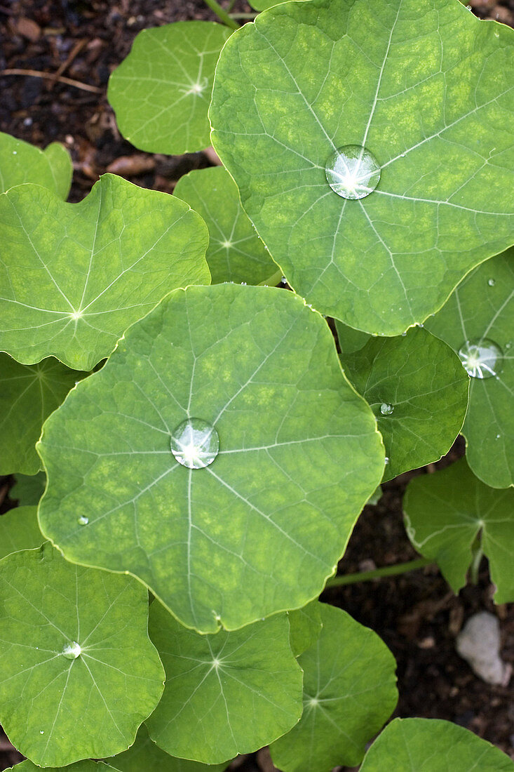 Nasturtium leaves (Tropaeolum sp.)