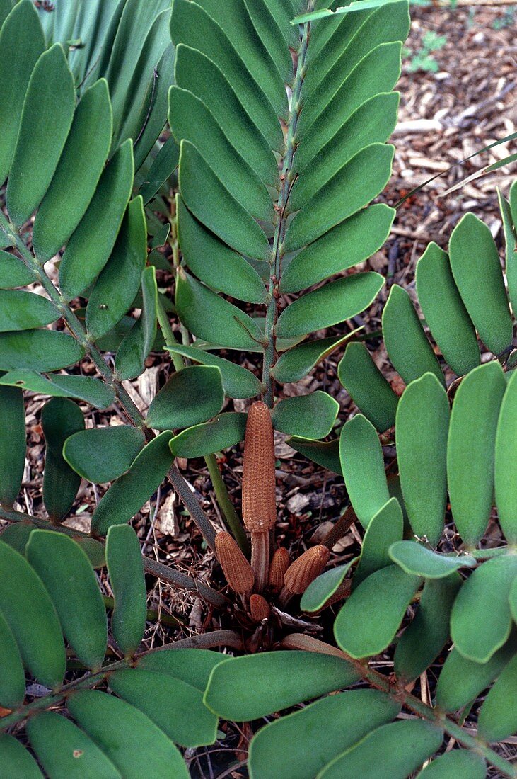 Zamia furfuracea