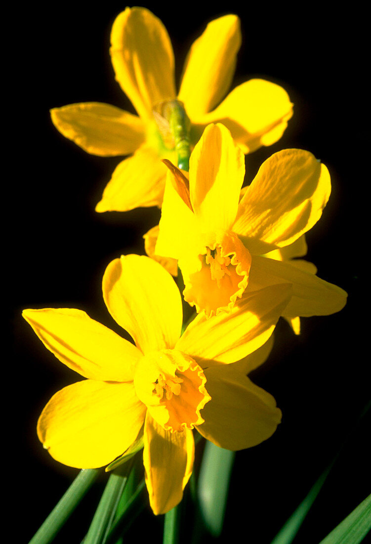 narcissus cyclamineus LITTLE WITCH
