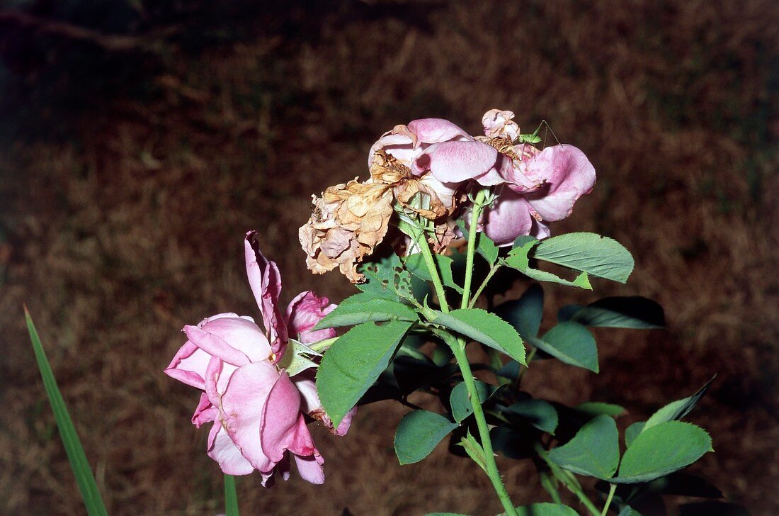 Dead heading rose