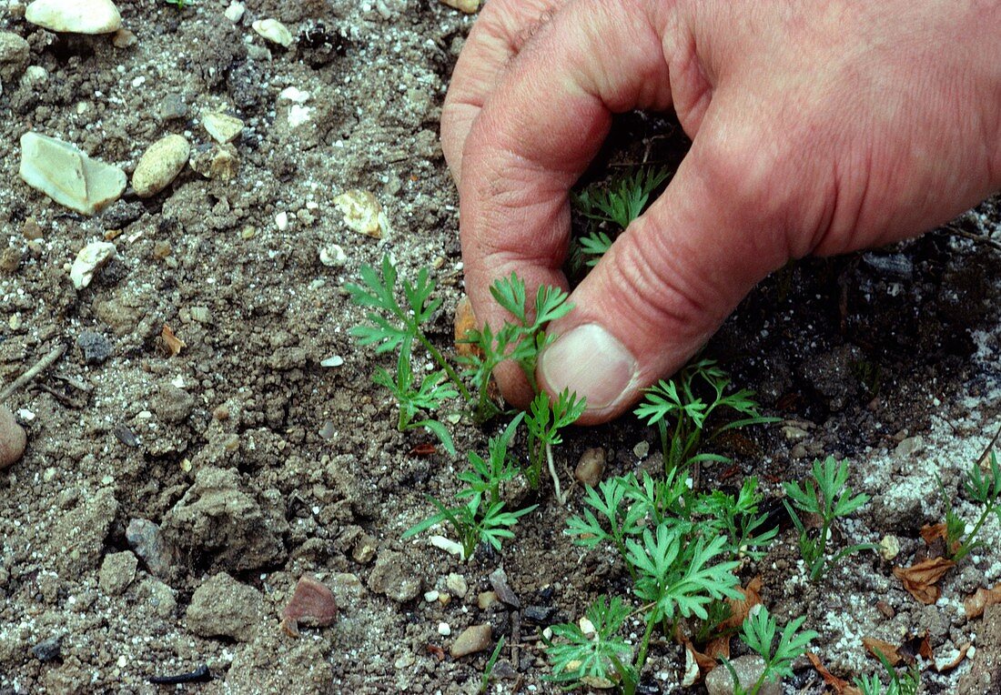 Thinning seedlings by hand
