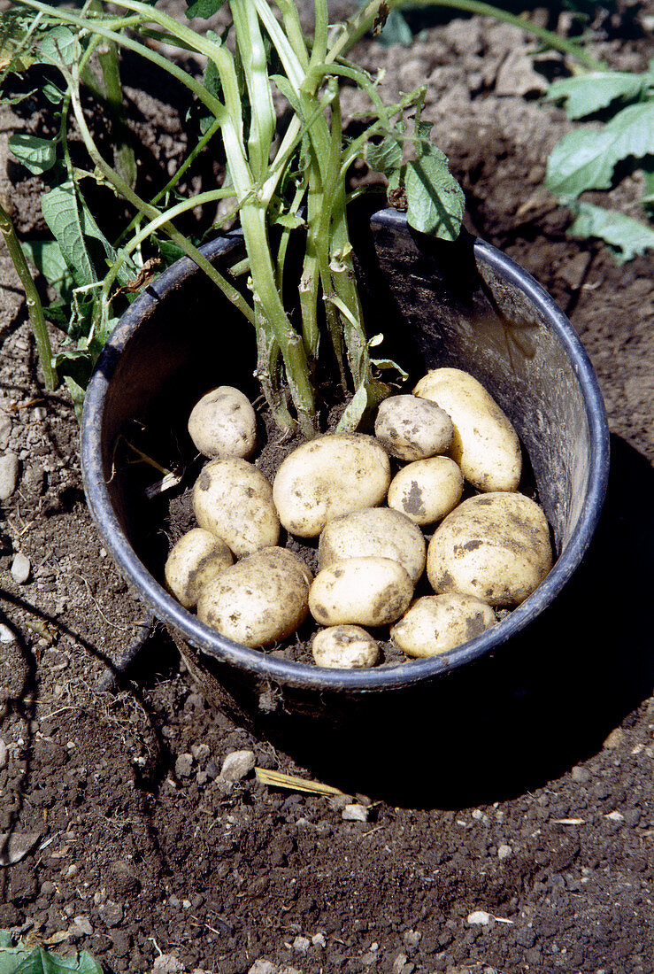Potatoes grown in bucket