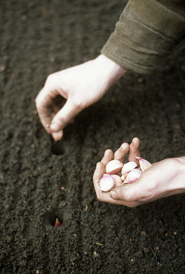 Garlic cultivation