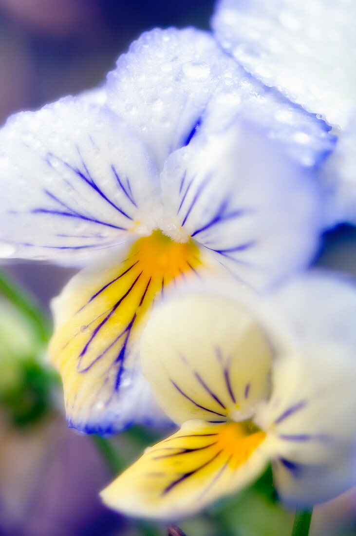 Pansies (Viola x wittrockiana)