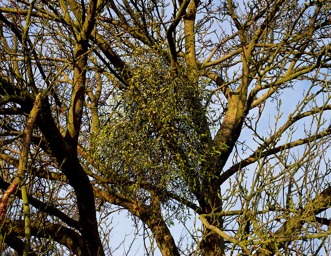 Mistletoe