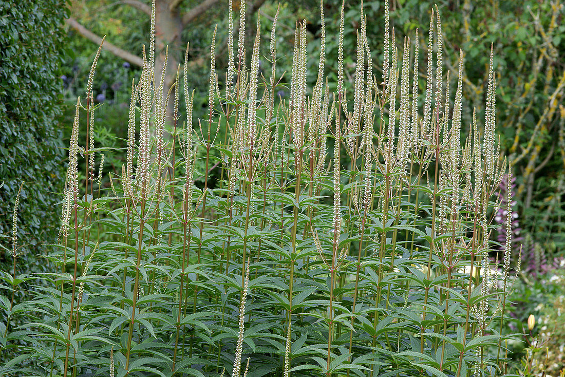 Veronicastrum virginicum 'Album'