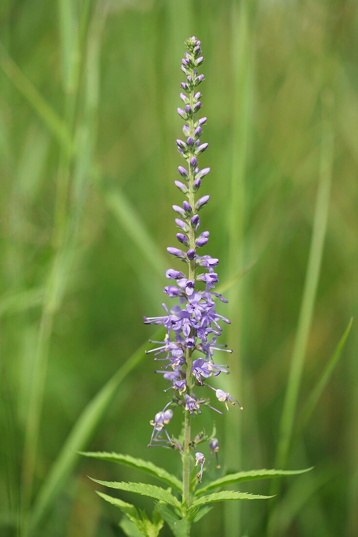 Speedwell (Veronica longifolia)