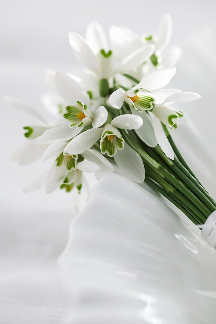 Snowdrops tied with a ribbon