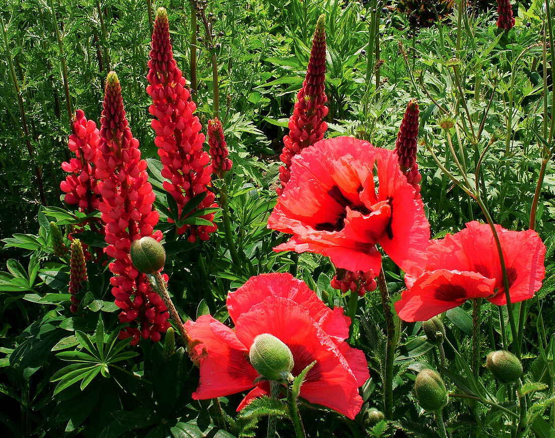 Poppy 'Watermelon' and Russell Lupin