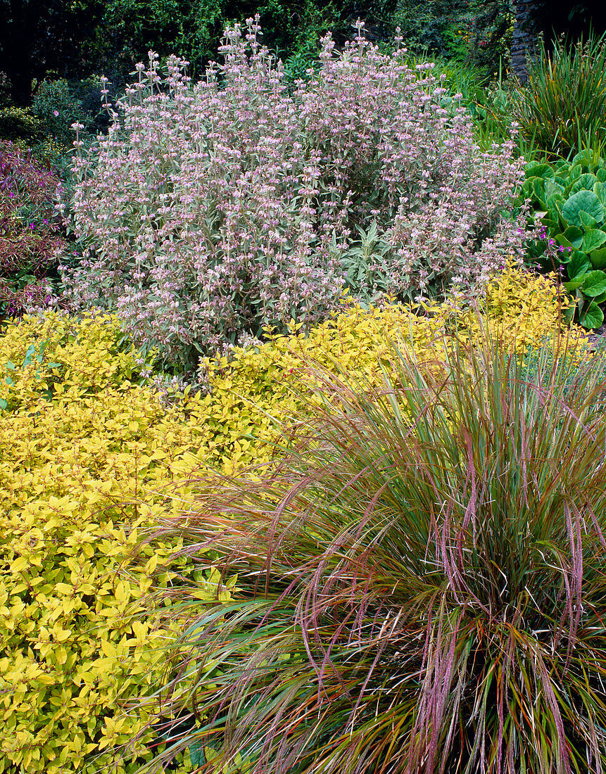 Border in summer