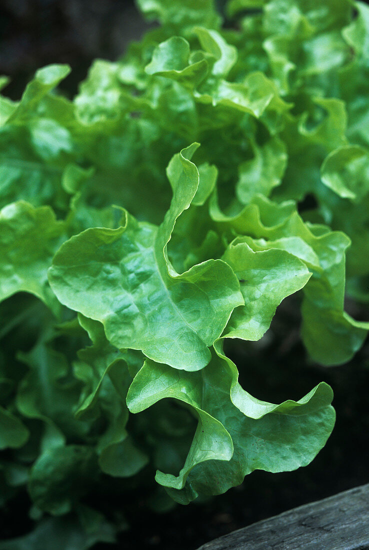 Organic lettuce (Lactuca 'Salad Bowl')