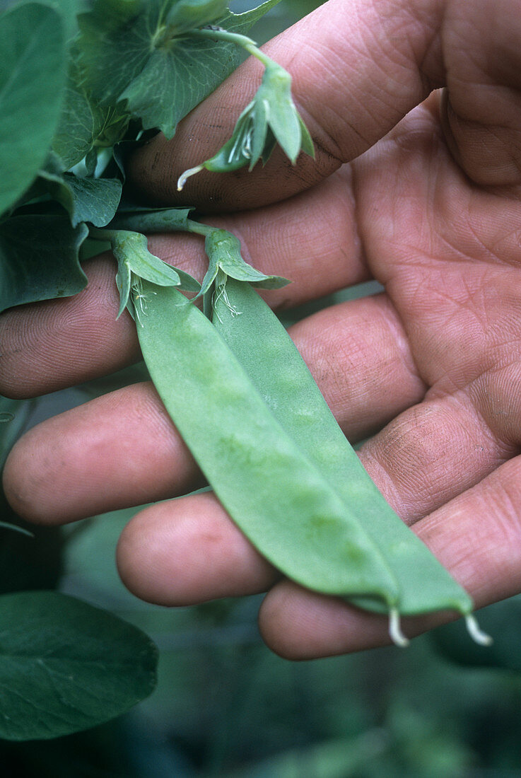 Peas (Pisum sativum 'Reuzensuiker')