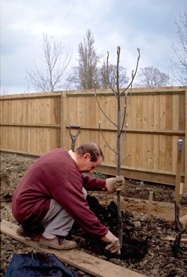 Planting a tree (image 1 of 6)