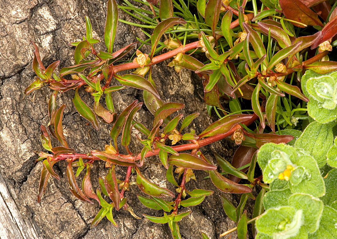 Hampshire purslane (Ludwigia palustris)