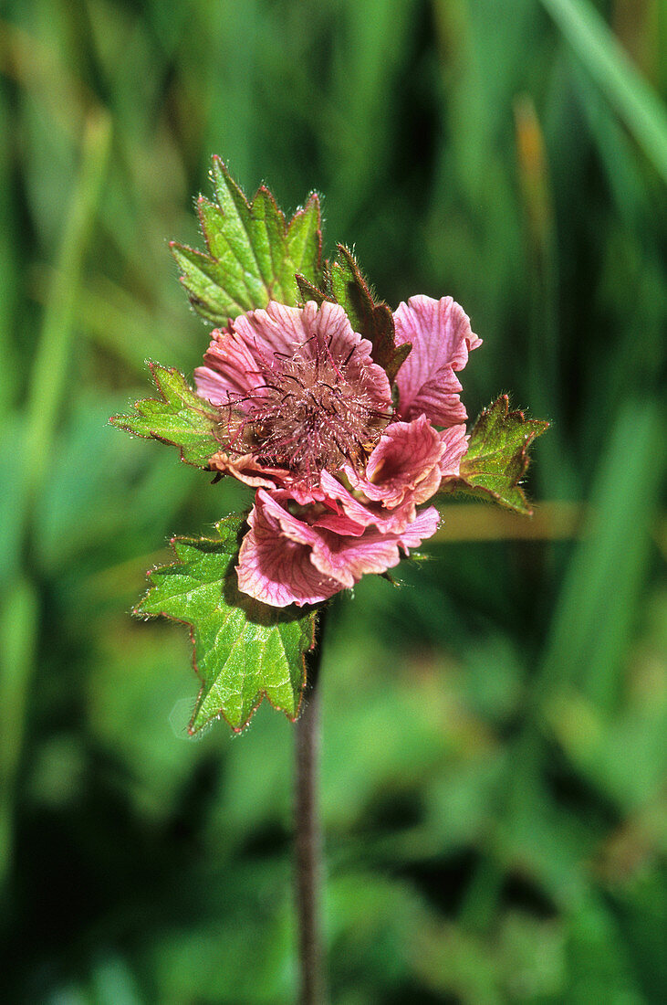 Water avens (Geum rivale)