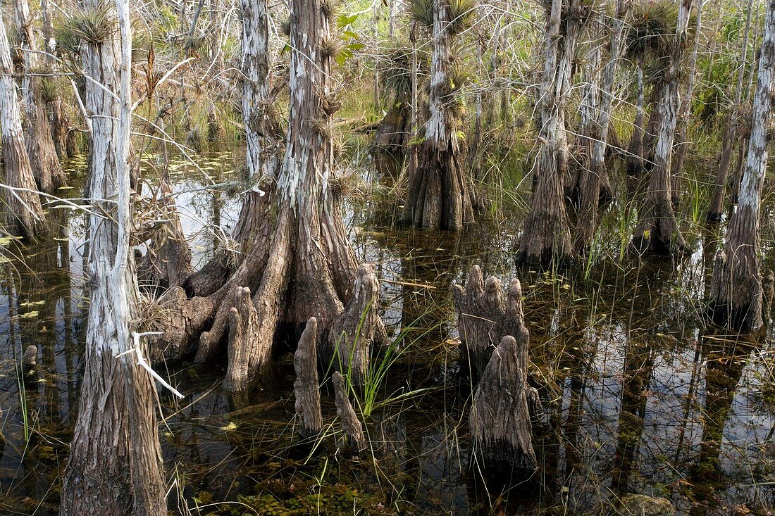Pond cypress (Taxodium ascendens)