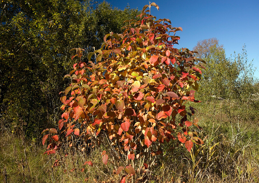 Wayfaring tree (Viburnum lantana)