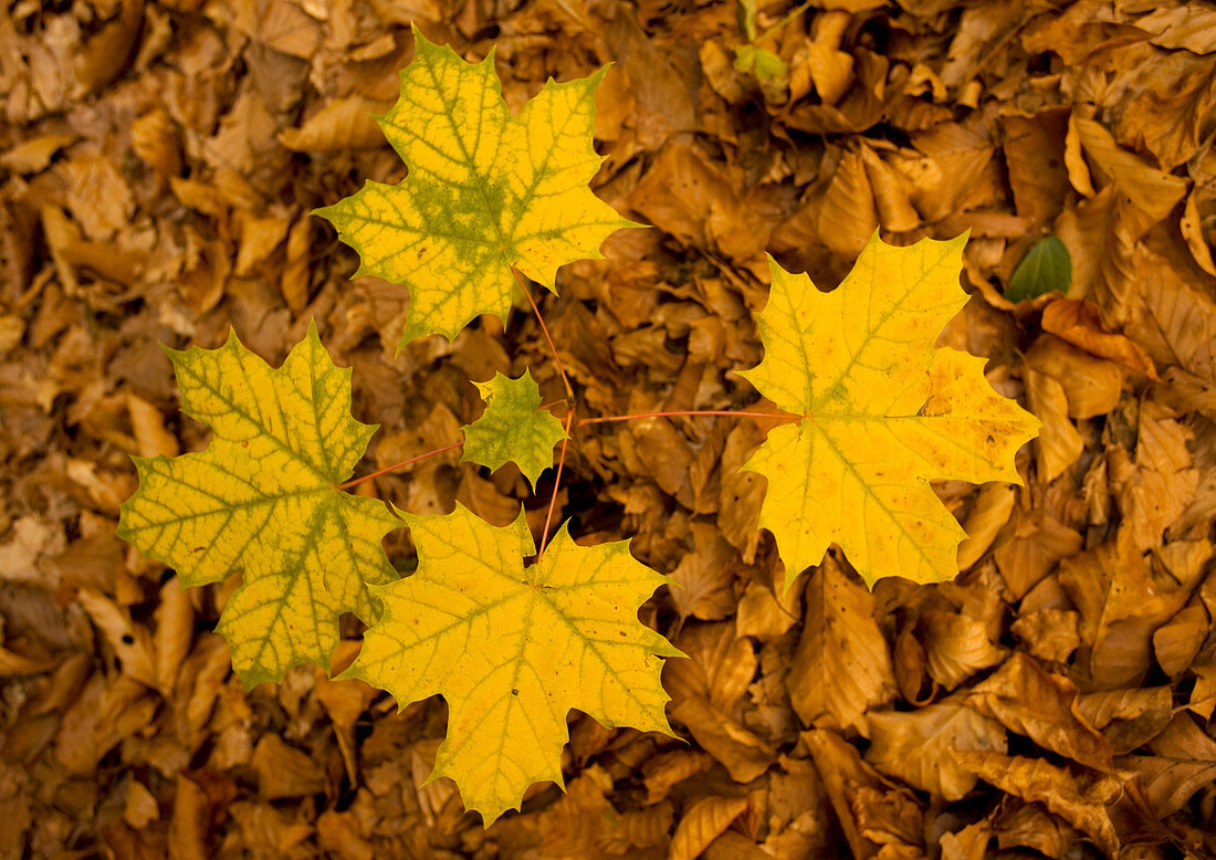 Norway maple leaves