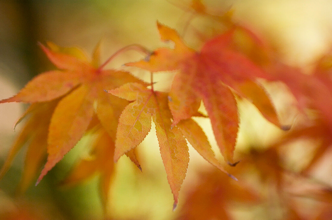 Japanese maple leaves (Acer palmatum)