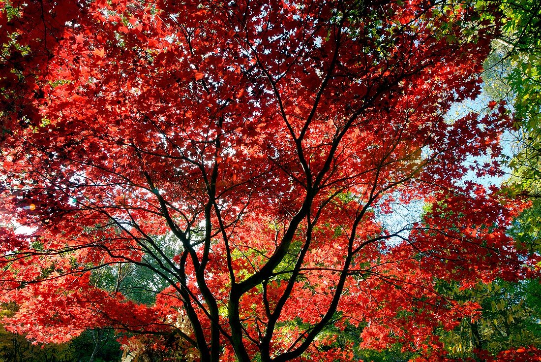 Japanese maple trees in autumn