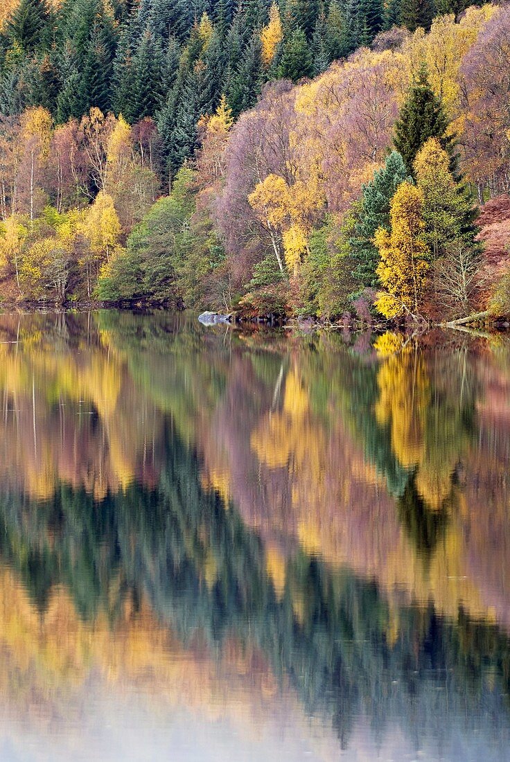 Forest reflected in a loch