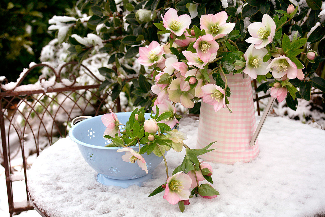 Hellebore flowers in snow