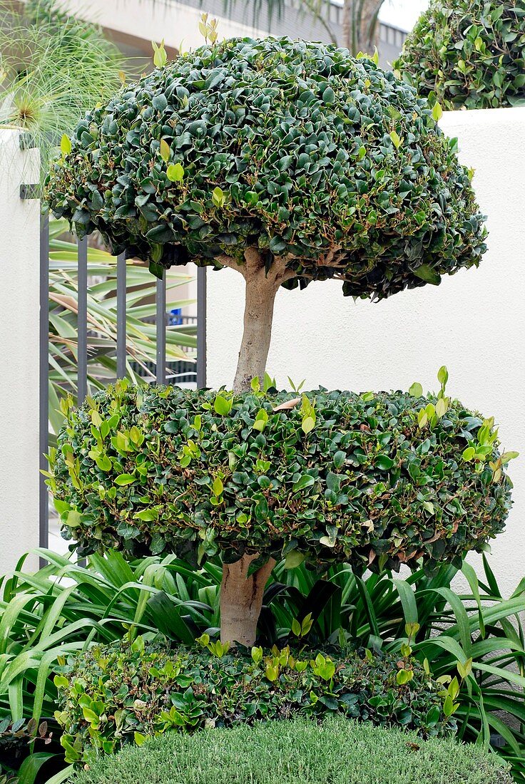 Topiary