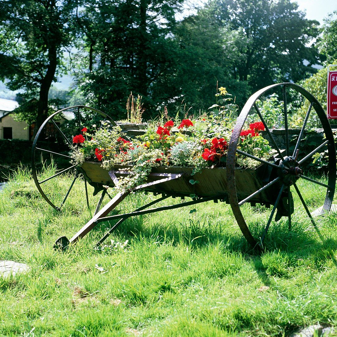 Old corn drill used as planter