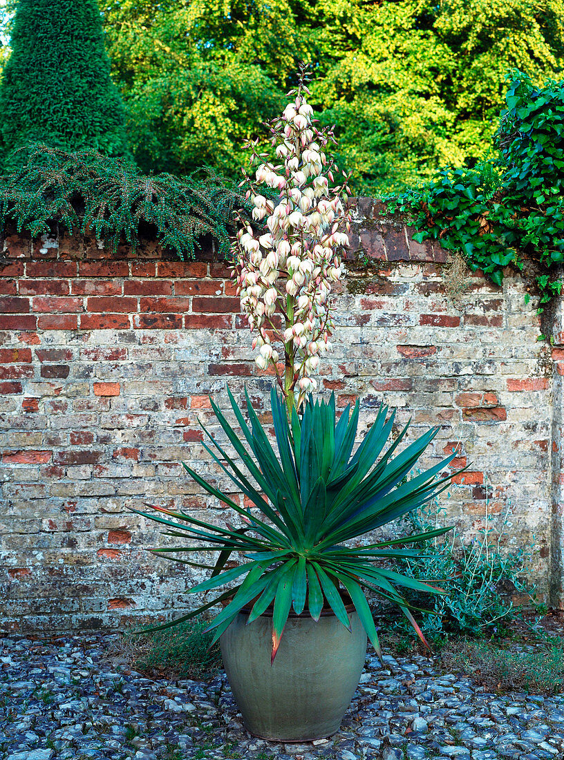 Yucca in large pot