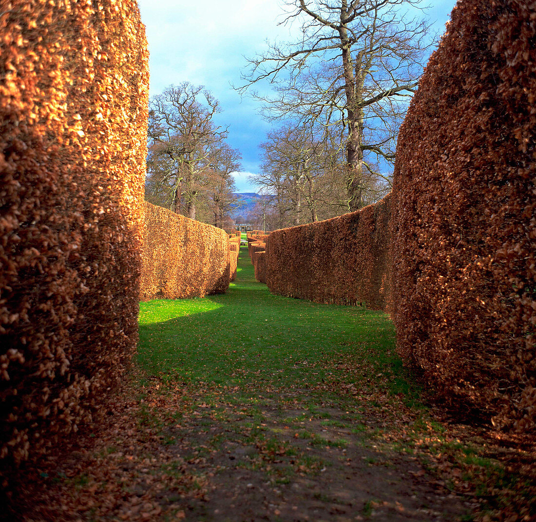 Beech hedges in autumn
